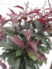 Hochstamm Zierapfel Royal