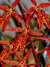 Renanthera species sundown - renanthera,