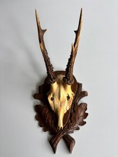 Rehgehörn - Rehgeweih -