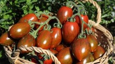 Tomatensamen - (, 7+
