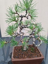 Bonsai outdoor Schwarzkiefer
