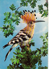 Zoo  Wildlife   * Wiedehopf **    Postcard   #  PL 004 RARE