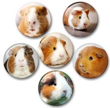 Meerschweinchen porträt 6 - meerschweinchen,