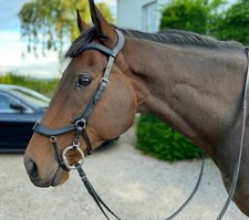 Easy Trek anatomische