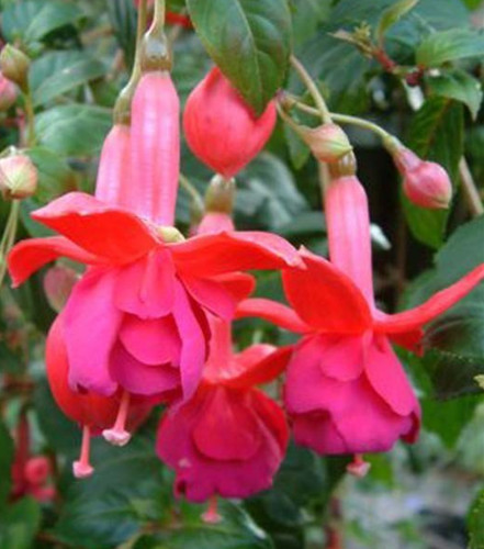 Fuchsien pflanze herps - fuchsien, "herps
