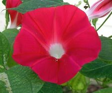 Ipomoea Morning Glory Scarlett O'Hara Winde rote Blüten *Rarität Kletterpflanze