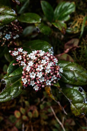 Schneeball viburnum tinus - schneeball, ca