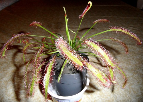 Drosera capensis kap sonnentau - capensis,