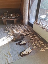 Rehbock Trophäen, Geweihe und