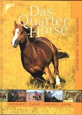 Das Quarter Horse Ludwig