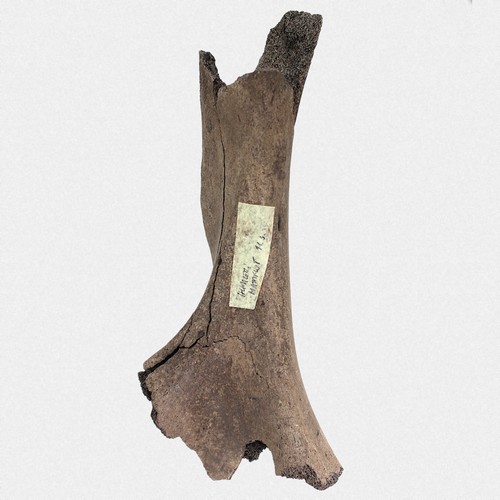 Humerus mammut primigenius - humerus,