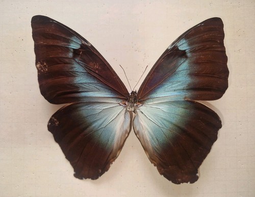 Morpho cisseis ssp