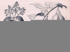 Blühneder zweig vom zimtbaum - zweig,