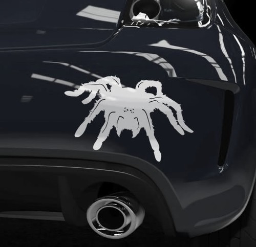 Auto aufkleber vogelspinne - aufkleber,