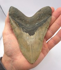 14,0 cm Kantenlänge. Großer Megalodon Haizahn Fossil Hai Zahn Meg USA Fossilien