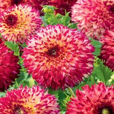 Dahlie Garten und Töpfe