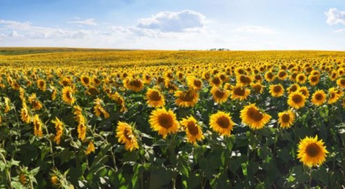 Wandbild sonnenblumenfeld mit - wandbild:,