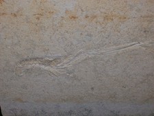 Mecochirus longimanatus