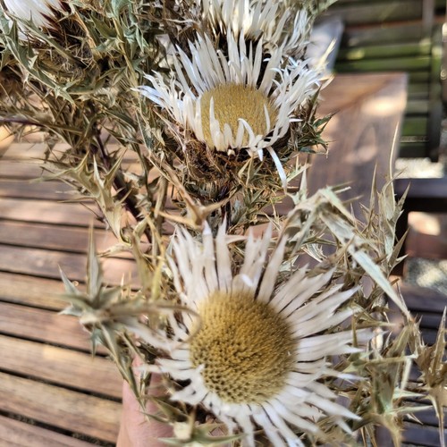 Getrocknete blüten 6 8 - 5,