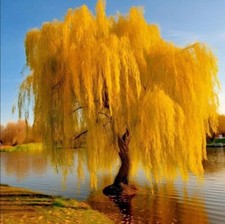 5 Gold Weeping Willow Tree