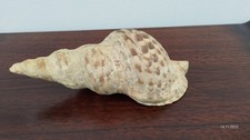 Muschel aus Sammlung Nr. 7, cm