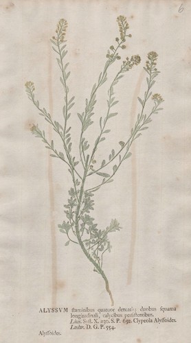 Steinkraut alyssum alyssoides - steinkraut,