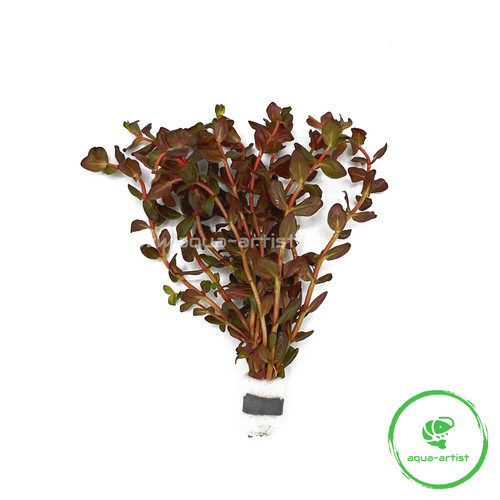 Rotala macrandra mini - rotala,
