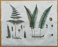 Farn Adlerfarn Engelsüß -