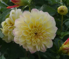 Dahlia DAHLIEN, gelb gefüllt, kleine Blüte, Knollen