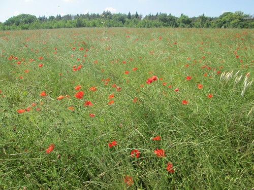 Foto 6x4 mohnblumen unhill - mohnblumen,
