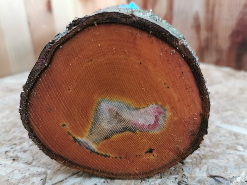 Pflaume drechselholz 5 - pflaume,