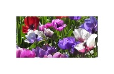 10x Anemone coronaria De Caen