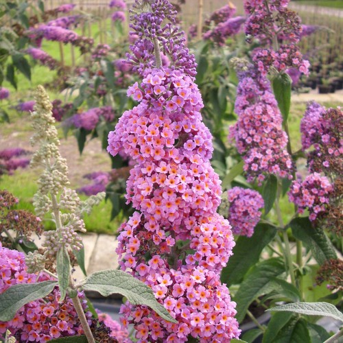 Sommerflieder