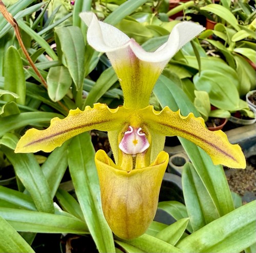 Paphiopedilum species blühend - species,