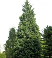 Leyland-Zypresse Pyramidalis