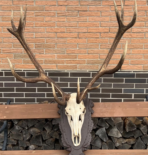 Altes hirsch geweih - hirsch, ender