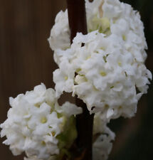 Winter Duftschneeball Candidissimum 40-60cm - Viburnum farreri