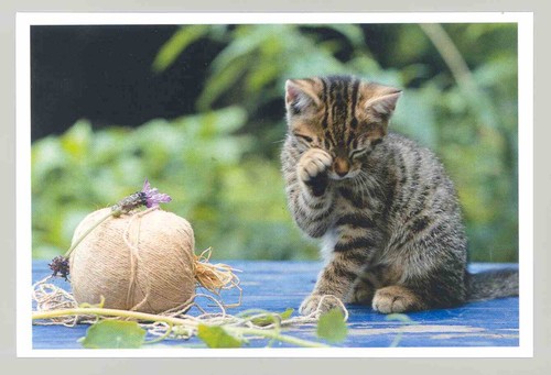 Postkarte katze neu - 28:,