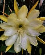 1 Epiphyllum Blattkaktus Pflanze gelbweiße Blüte  ca.30 cm eingepfanzt 