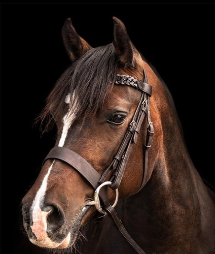 Leder geflochten jäger - leder, trense