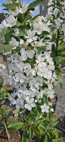 Malus hybrida adirondack - x,