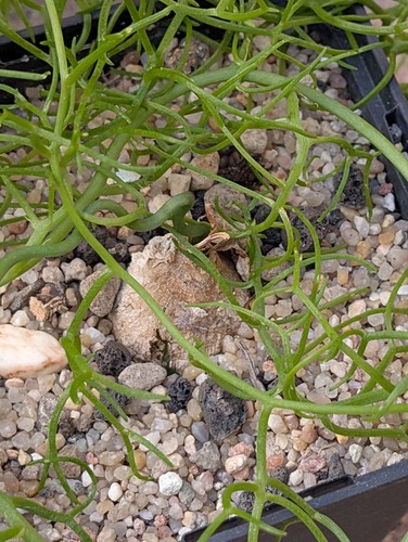 Bowiea volubilis - ,
