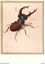 Tiere - Insekten - Lucane