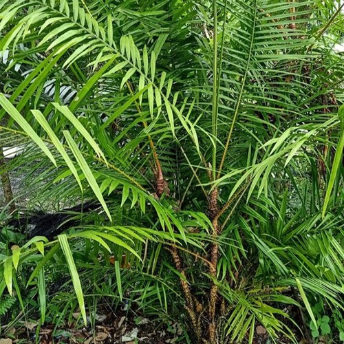 Dragons blood rattan - , (calamus