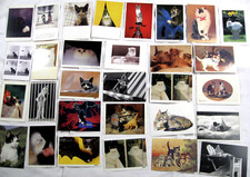 Katzen 30x postkarte - 30x,