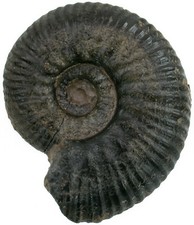 Lias  Hammatoceras sp.  Bemerkenswerter  Ammonit  Holzmaden  P4-4