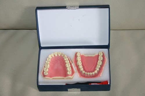 Frasaco set modell gebiss - set, ag-3