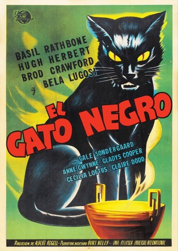 Gato negro black - el,