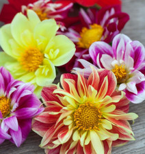 COLLARETTE DAHLIE 'Dandy Mix' 30 Samen DAHLIA VARIABILIS seeds BAUERNGARTEN