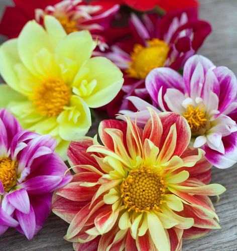 Collarette dahlie dandy mix - collarette, 'dandy